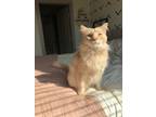 Adopt Simba a Orange or Red Persian / Mixed (long coat) cat in Addison