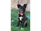 Adopt Puppy Bailey a Tricolor (Tan/Brown & Black & White) Cattle Dog / Mixed dog