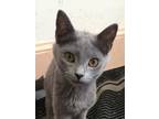 Adopt Kiitos a Gray or Blue British Shorthair (short coat) cat in Addison