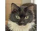 Adopt Painted Lady a Black (Mostly) Domestic Mediumhair (medium coat) cat in