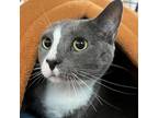 Adopt Leo Moon a Gray or Blue Domestic Shorthair / Mixed cat in Saratoga