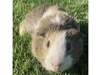 Adopt Jason a Guinea Pig small animal in Huntsville, AL (34674858)