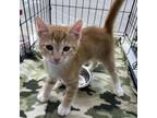 Adopt Cheese Puff a Orange or Red Domestic Shorthair / Mixed cat in Huntsville