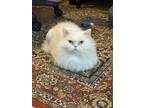 Adopt Kay a White Persian (short coat) cat in Mississauga, Ontario