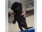 Adopt TZATZIKI a All Black Domestic Shorthair / Mixed cat in Pt.
