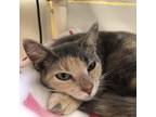 Adopt Miyo a Calico or Dilute Calico Munchkin / Mixed cat in Waldorf