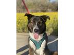 Adopt Enzo a Brown/Chocolate - with White Canaan Dog / Mixed dog in Irving