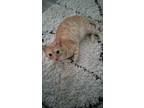 Adopt Hayhay a Orange or Red Tabby Ocicat / Mixed (medium coat) cat in Spring