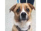 Adopt Benji a Brown/Chocolate Basenji / Mixed dog in Peachtree City