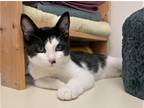 Adopt Slim a Black & White or Tuxedo Domestic Shorthair (short coat) cat in