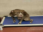 Adopt IVY a Brown/Chocolate American Pit Bull Terrier / Mixed dog in Atlanta