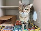 Adopt CERULEAN a Brown Tabby Domestic Shorthair / Mixed (short coat) cat in