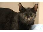 Adopt NIKA a All Black Oriental / Mixed (short coat) cat in Tucson