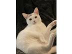 Adopt Nova a White British Shorthair / Mixed (long coat) cat in La Palma