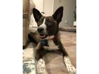Adopt Puppy Beth a Brown/Chocolate - with White Cattle Dog / Mixed dog in Davis