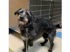 Adopt Boo a Terrier (Unknown Type, Medium) / Schnauzer (Standard) / Mixed dog in