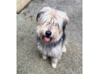 Adopt Teddy a Bouvier des Flandres / Alaskan Malamute / Mixed dog in West