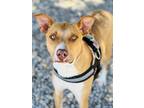 Adopt Rex a Labrador Retriever / Pit Bull Terrier / Mixed dog in Monterey