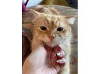 Adopt Milo a Orange or Red Persian (long coat) cat in Newmarket, ON (34674396)