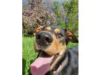 Adopt Nikki a German Shepherd Dog / Rottweiler / Mixed dog in Vernon