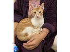 Adopt Sunny a Orange or Red (Mostly) Domestic Shorthair (short coat) cat in
