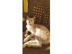 Adopt Kalioppe a Cream or Ivory Domestic Shorthair (short coat) cat in
