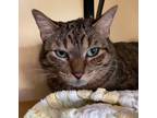 Adopt Liger a Brown Tabby Domestic Shorthair / Mixed (short coat) cat in Tucson