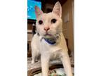Adopt Ollie a White (Mostly) Domestic Shorthair / Mixed (short coat) cat in