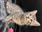Adopt Willis a Brown Tabby Domestic Shorthair (short coat) cat in Greensboro
