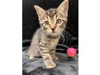 Adopt Dyllis a Brown Tabby Domestic Shorthair (short coat) cat in Greensboro