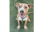 Adopt Jeremy a Brown/Chocolate American Pit Bull Terrier / Mixed dog in Fresno