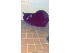 Adopt Sammy a Black (Mostly) American Shorthair / Mixed (short coat) cat in