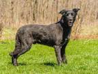Adopt Buddy a Brown/Chocolate Labrador Retriever / German Shepherd Dog / Mixed