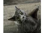 Adopt Bleu a Gray or Blue American Shorthair / Mixed (short coat) cat in Tuttle