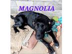 Adopt Magnolia a Black - with White Labrador Retriever / Mixed dog in Massillon