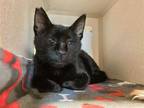 Adopt *OLIVE a All Black Domestic Shorthair / Mixed (short coat) cat in Chapel