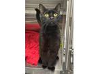 Adopt Zenith a All Black Domestic Shorthair / Mixed (short coat) cat in Hilton