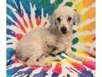 Adopt Vinny (5151) a White Poodle (Miniature) / Mixed dog in Lake City