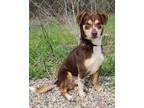 Adopt Poppy (5161) a Brown/Chocolate - with White Terrier (Unknown Type