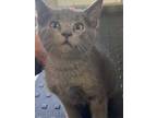Adopt XENA a Gray or Blue Domestic Shorthair / Domestic Shorthair / Mixed cat in