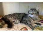 Adopt Aquarius a Brown or Chocolate Domestic Shorthair / Mixed cat in Boulder