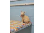 Adopt Boxie a Orange or Red (Mostly) Domestic Shorthair / Mixed (short coat) cat