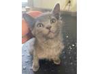 Adopt YAZMINE a Gray or Blue Domestic Shorthair / Domestic Shorthair / Mixed cat