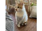 Adopt Catty a Orange or Red Tabby Cymric / Mixed (medium coat) cat in Denton