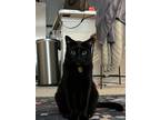Adopt Clove a All Black Domestic Shorthair / Mixed (short coat) cat in Norman