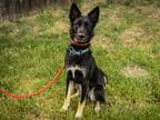 Adopt RAVEN a Black - with Tan, Yellow or Fawn Husky / Poodle (Standard) / Mixed