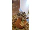 Adopt Valor a Tortoiseshell Hamster (short coat) small animal in Tucson