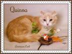 Adopt Quinoa a Orange or Red American Curl / Domestic Shorthair / Mixed (long