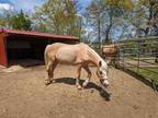 Adopt KATE a Palomino Pony - Connemara / Mixed horse in Methuen, MA (34673173)