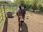 Adopt MORNING STAR a Bay Pony - Connemara / Mixed horse in Methuen
